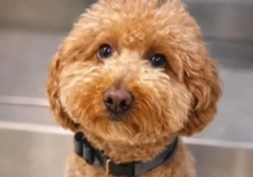 Uçağa Binmek İçin Köpeğini Havaalanında Terk Etti