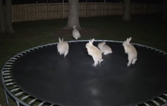 Yaban Hayatı ve Yapay Zeka Tehlikesi