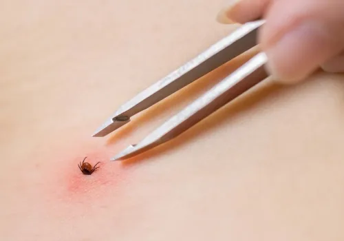 Yağışlı Kış Kene Sayısını Artırabilir