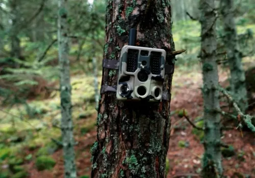 Yapay Zeka Destekli Fotokapanlarla Orman Gözetimi