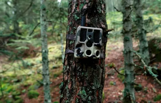 Yapay Zeka Destekli Fotokapanlarla Orman Gözetimi