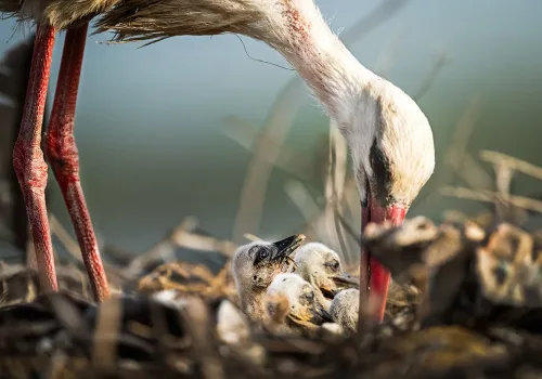 Yaren’in Yavruları Göç Yolculuğuna Çıktı