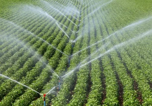 Yerli Tohum Dünyayı Sarıyor