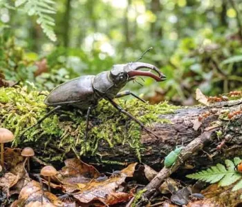 Yeşil Vatana 1 Milyonluk Ordu