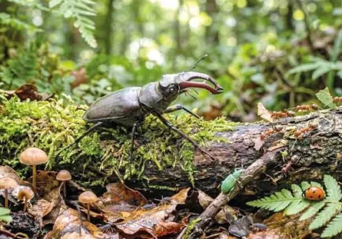 Yeşil Vatana 1 Milyonluk Ordu