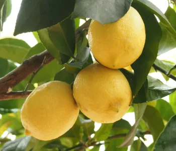 Limon İhracatında Rekor