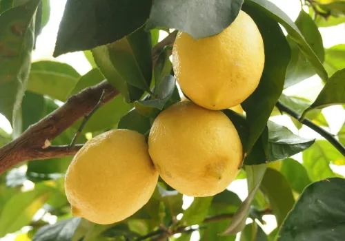 Limon İhracatında Rekor