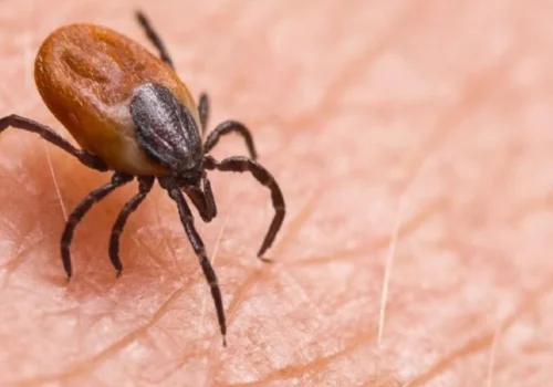 Kene Vakalarında Ciddi Artış: Uzmanlardan Uyarı Geldi