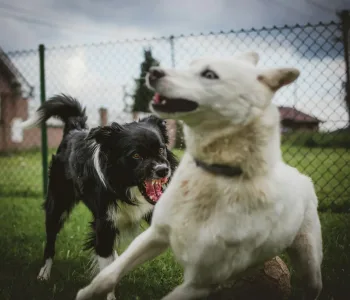 Kuduz Riskinde Büyük Artış